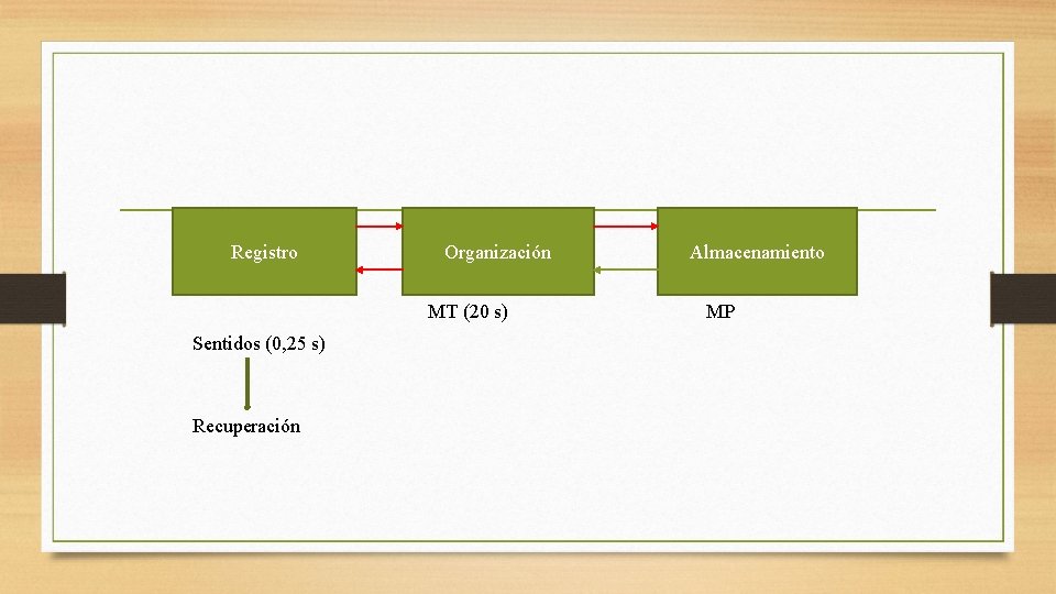 Registro Organización MT (20 s) Sentidos (0, 25 s) Recuperación Almacenamiento MP 