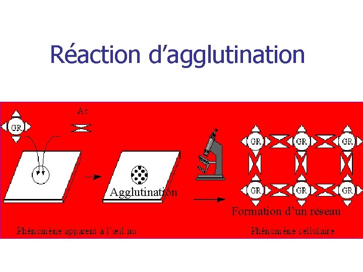 TRANSFUSION Groupes sanguins rythrocytaires systme ABO systme RH