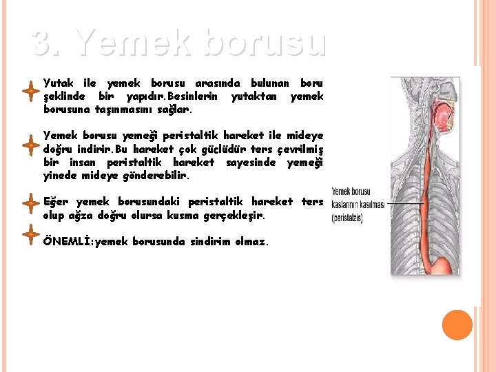 3. Yemek borusu Yutak ile yemek borusu arasında bulunan boru şeklinde bir yapıdır. Besinlerin