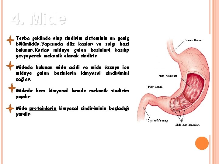 4. Mide Torba şeklinde olup sindirim sisteminin en geniş bölümüdür. Yapısında düz kaslar ve