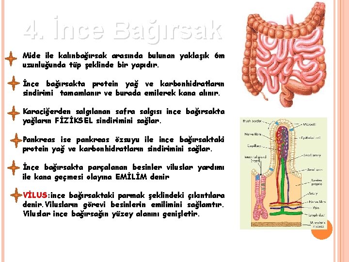 4. İnce Bağırsak Mide ile kalınbağırsak arasında bulunan yaklaşık 6 m uzunluğunda tüp şeklinde