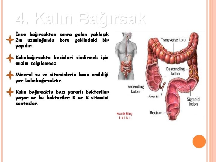 4. Kalın Bağırsak İnce bağırsaktan sonra gelen yaklaşık 2 m uzunluğunda boru şeklindeki bir