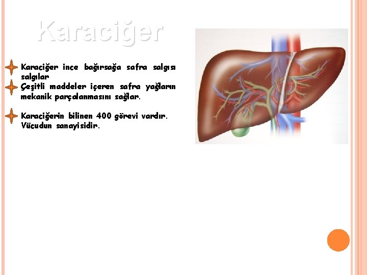 Karaciğer ince bağırsağa safra salgısı salgılar Çeşitli maddeler içeren safra yağların mekanik parçalanmasını sağlar.