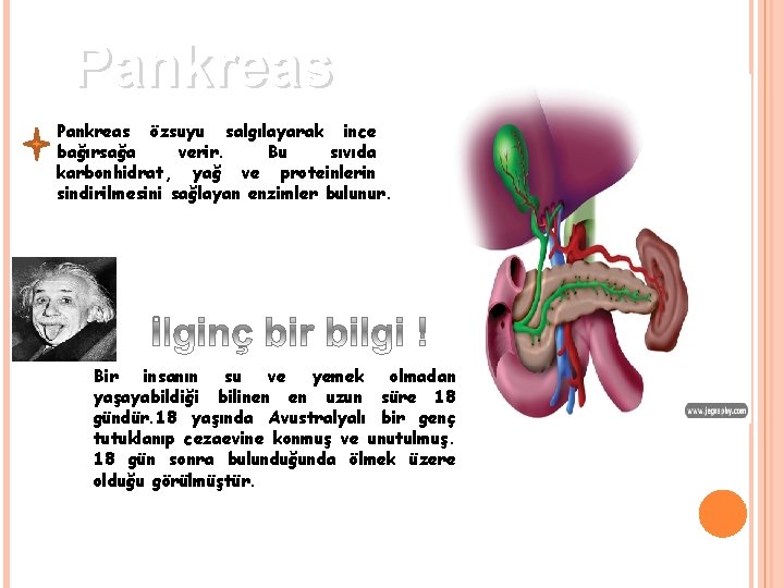 Pankreas özsuyu salgılayarak ince bağırsağa verir. Bu sıvıda karbonhidrat, yağ ve proteinlerin sindirilmesini sağlayan