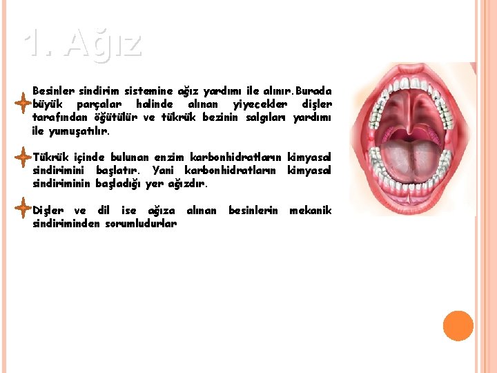 1. Ağız Besinler sindirim sistemine ağız yardımı ile alınır. Burada büyük parçalar halinde alınan