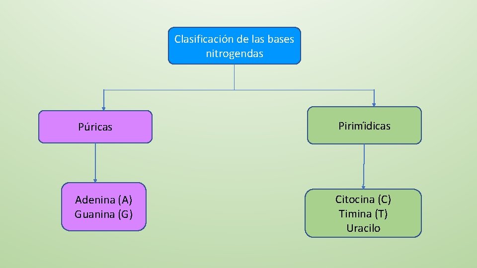 Clasificación de las bases nitrogendas Púricas Pirimi dicas Adenina (A) Guanina (G) Citocina (C)