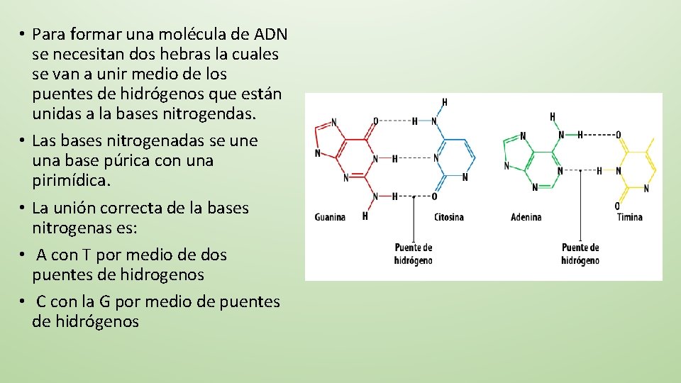  • Para formar una molécula de ADN se necesitan dos hebras la cuales