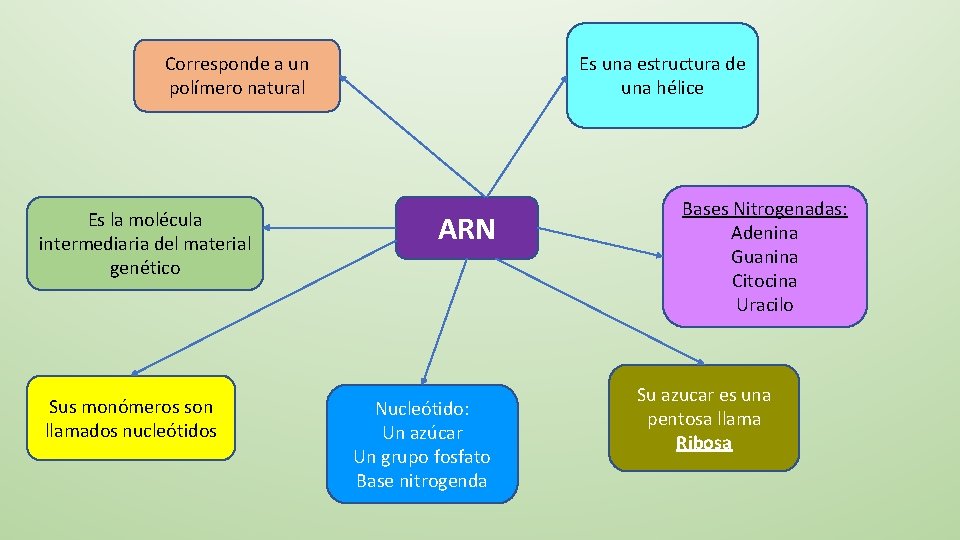 Es una estructura de una hélice Corresponde a un polímero natural Es la molécula