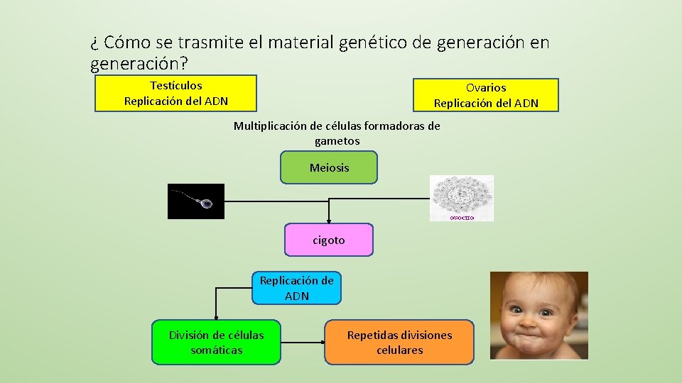 ¿ Cómo se trasmite el material genético de generación en generación? Testículos Replicación del