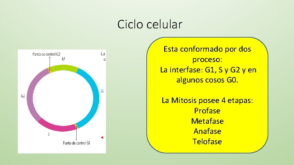 Ciclo celular Esta conformado por dos proceso: La interfase: G 1, S y G