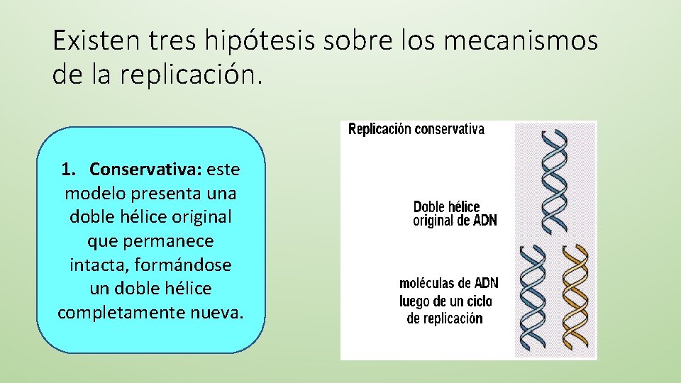 Existen tres hipótesis sobre los mecanismos de la replicación. 1. Conservativa: este modelo presenta