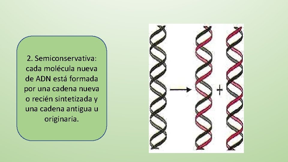2. Semiconservativa: cada molécula nueva de ADN está formada por una cadena nueva o