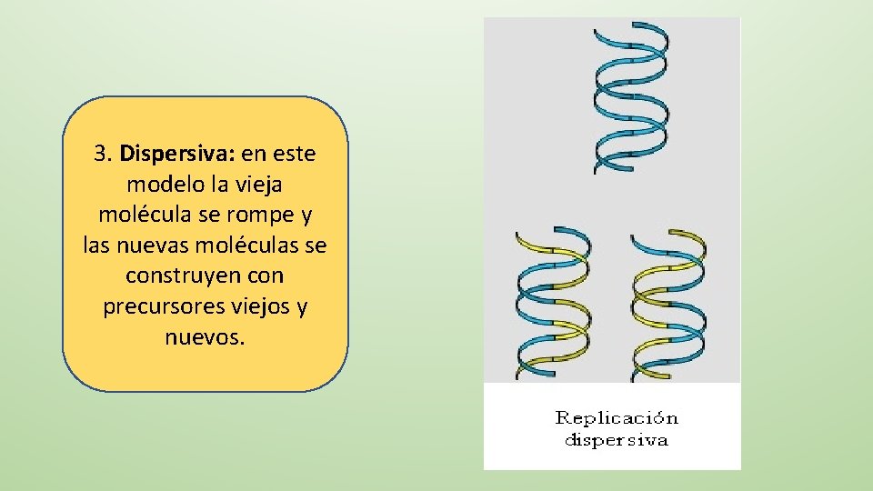 3. Dispersiva: en este modelo la vieja molécula se rompe y las nuevas moléculas