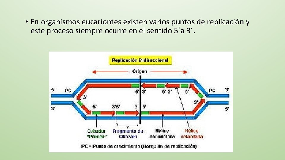  • En organismos eucariontes existen varios puntos de replicación y este proceso siempre