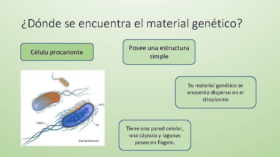 ¿Dónde se encuentra el material genético? Célula procarionte Posee una estructura simple Su material