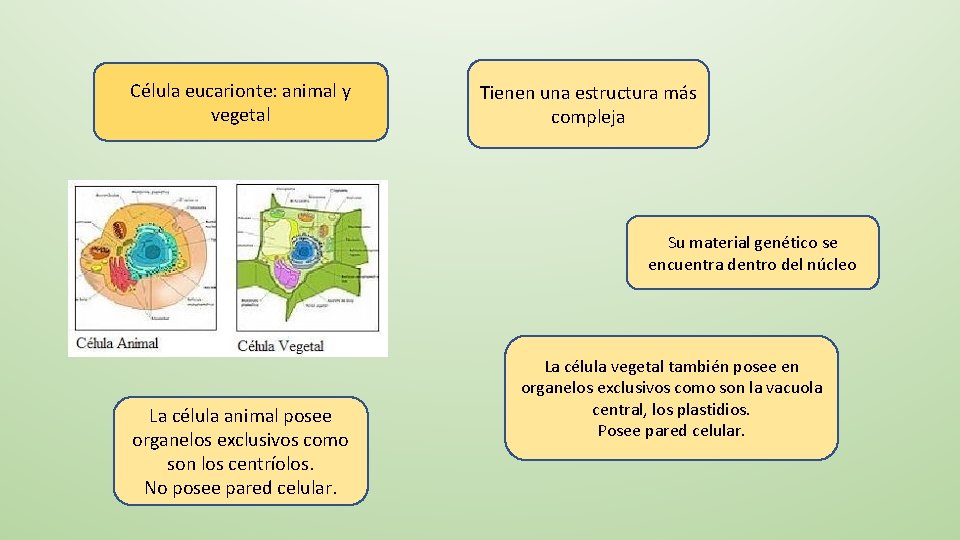 Célula eucarionte: animal y vegetal Tienen una estructura más compleja Su material genético se