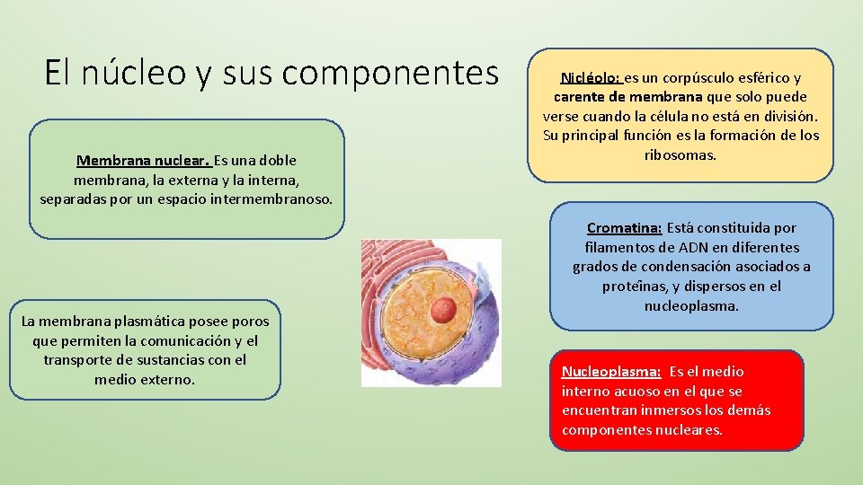 El núcleo y sus componentes Membrana nuclear. Es una doble membrana, la externa y