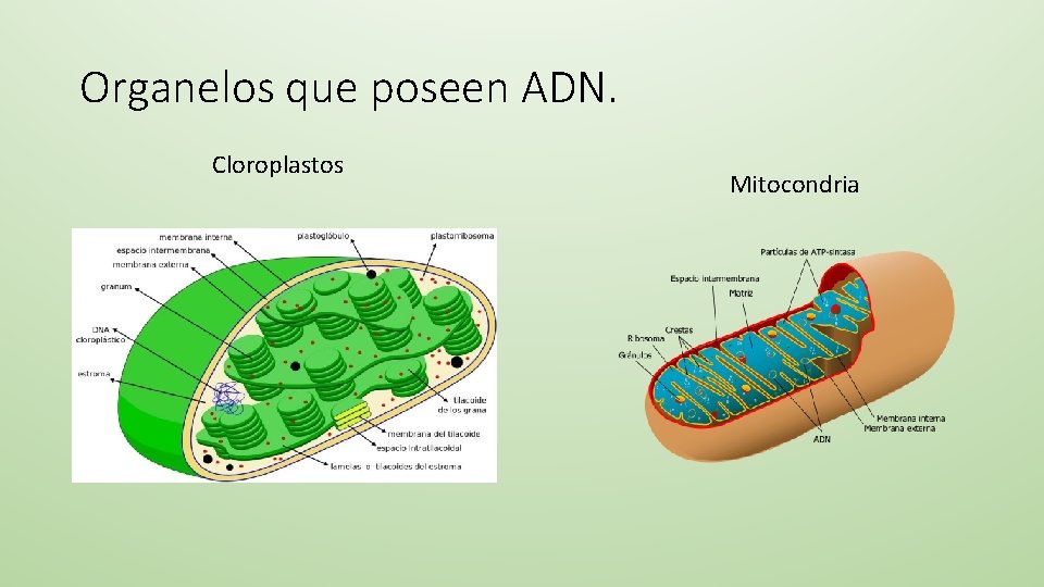 Organelos que poseen ADN. Cloroplastos Mitocondria 