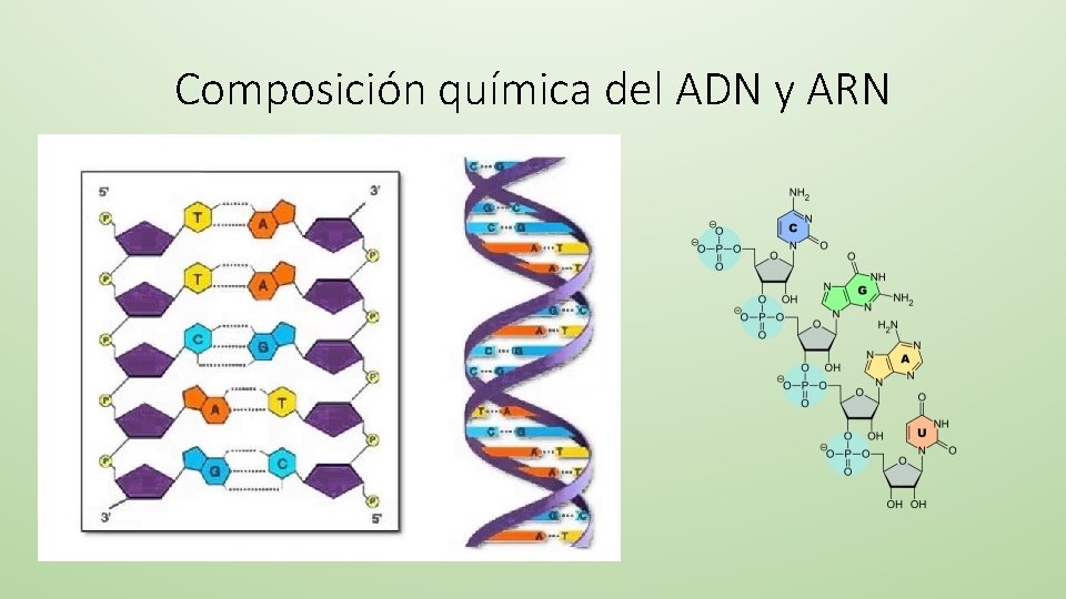 Composición química del ADN y ARN 