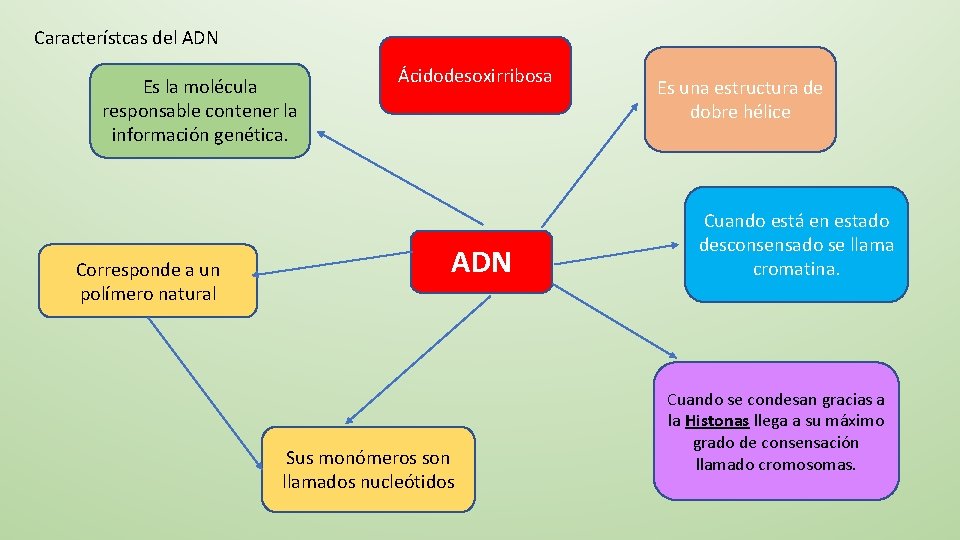 Característcas del ADN Es la molécula responsable contener la información genética. Corresponde a un