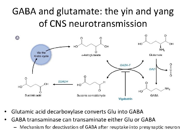 GABA and glutamate: the yin and yang of CNS neurotransmission • Glutamic acid decarboxylase