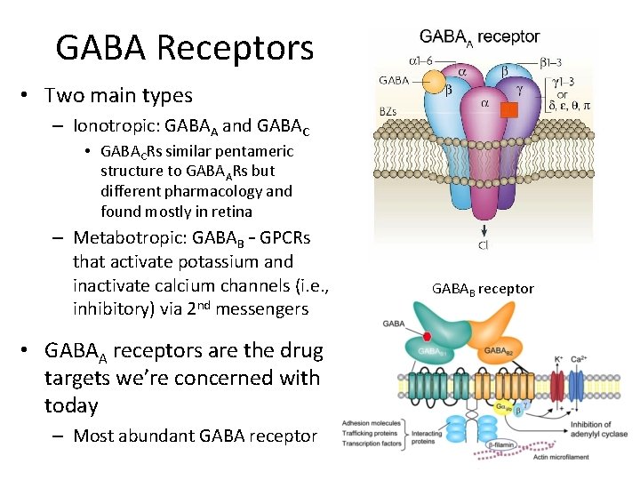 GABA Receptors • Two main types – Ionotropic: GABAA and GABAC • GABACRs similar