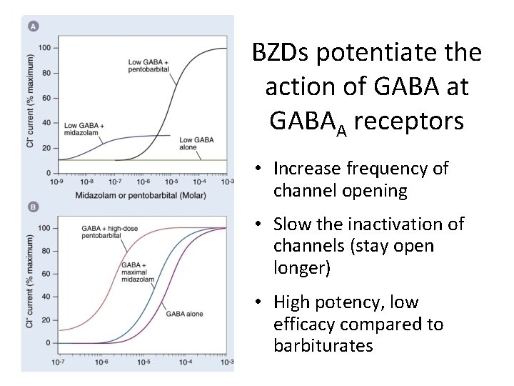 (10 m. M) BZDs potentiate the action of GABA at GABAA receptors • Increase