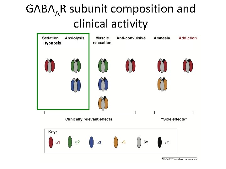 GABAAR subunit composition and clinical activity Hypnosis 