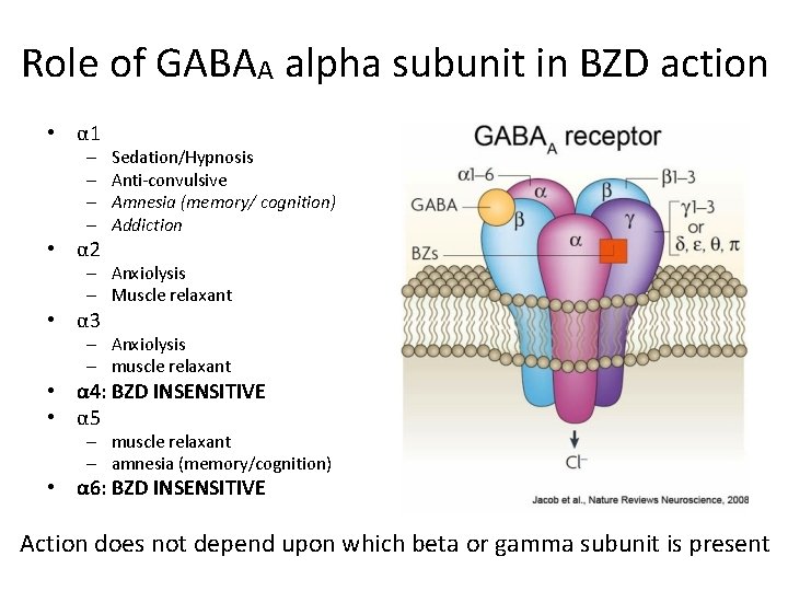 Role of GABAA alpha subunit in BZD action • α 1 – – •