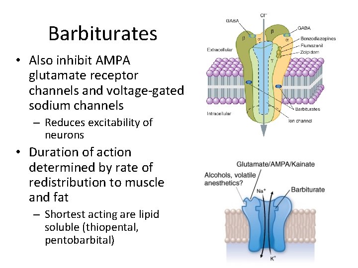 Barbiturates • Also inhibit AMPA glutamate receptor channels and voltage-gated sodium channels – Reduces