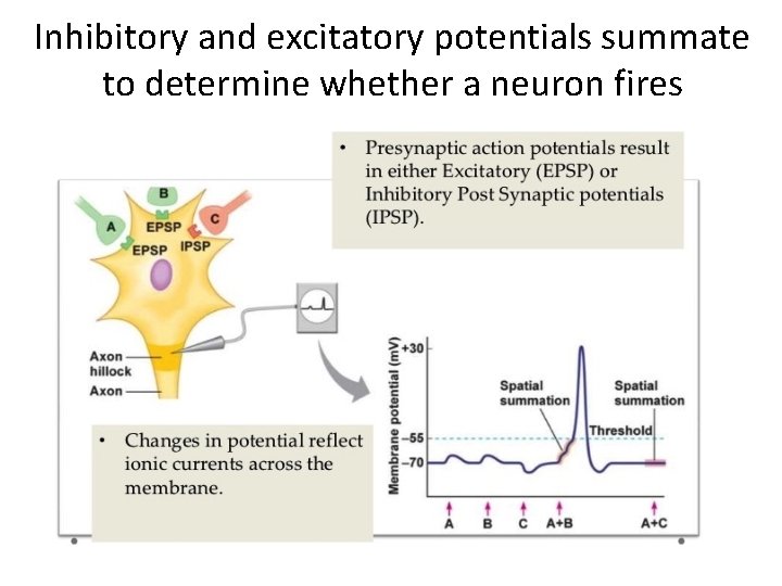 Inhibitory and excitatory potentials summate to determine whether a neuron fires 