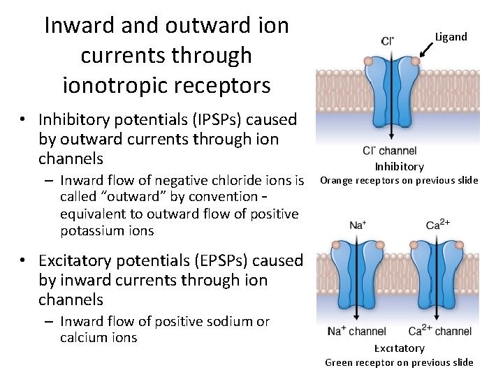 Inward and outward ion currents through ionotropic receptors • Inhibitory potentials (IPSPs) caused by