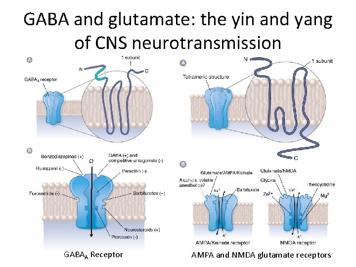 GABA and glutamate: the yin and yang of CNS neurotransmission Cl- GABAA Receptor AMPA