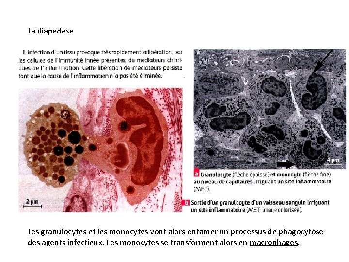 La diapédèse Les granulocytes et les monocytes vont alors entamer un processus de phagocytose
