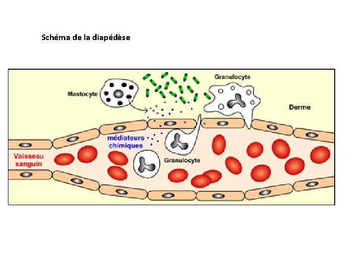 Schéma de la diapédèse 