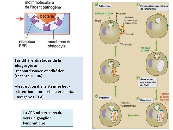 Les différents stades de la phagocytose : -reconnaissance et adhésion (récepteur PRR) -destruction d’agents