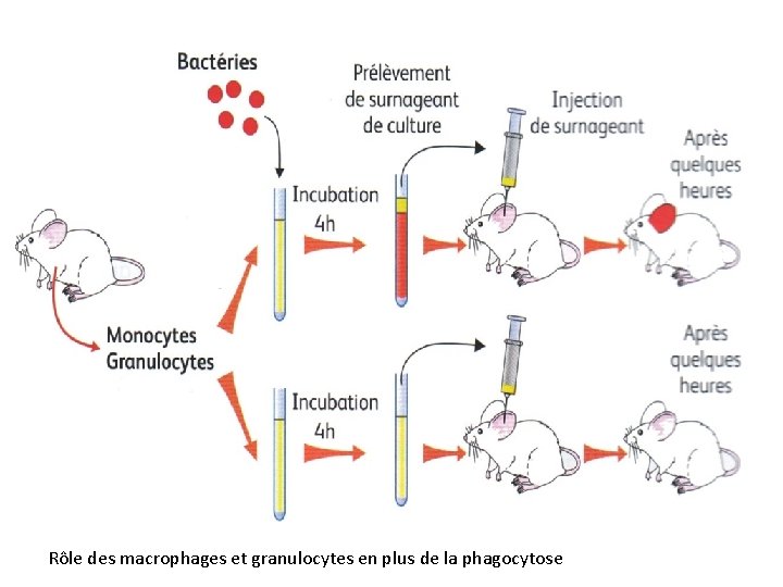 Rôle des macrophages et granulocytes en plus de la phagocytose 