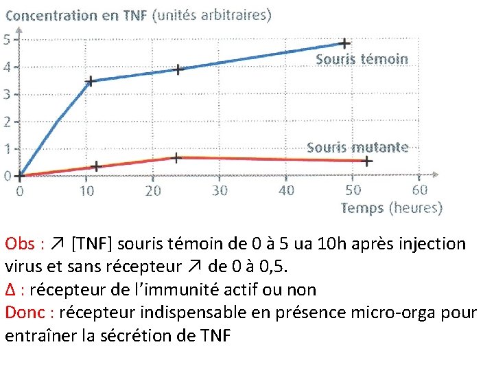 Obs : ↗ [TNF] souris témoin de 0 à 5 ua 10 h après