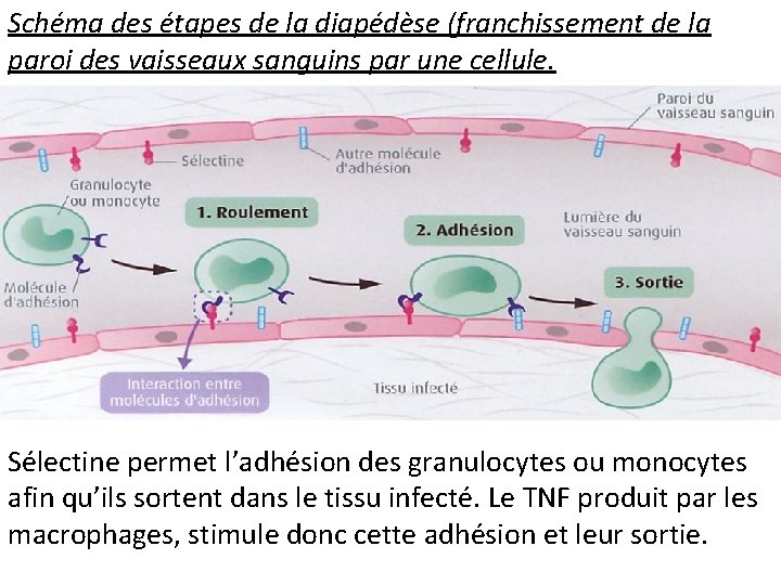 Schéma des étapes de la diapédèse (franchissement de la paroi des vaisseaux sanguins par