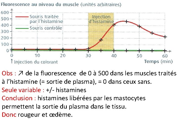 Obs : ↗ de la fluorescence de 0 à 500 dans les muscles traités