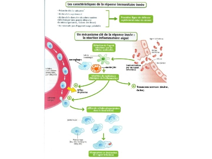macrophages mastocytes Terminaisons nerveuses (douleur, chaleur) 