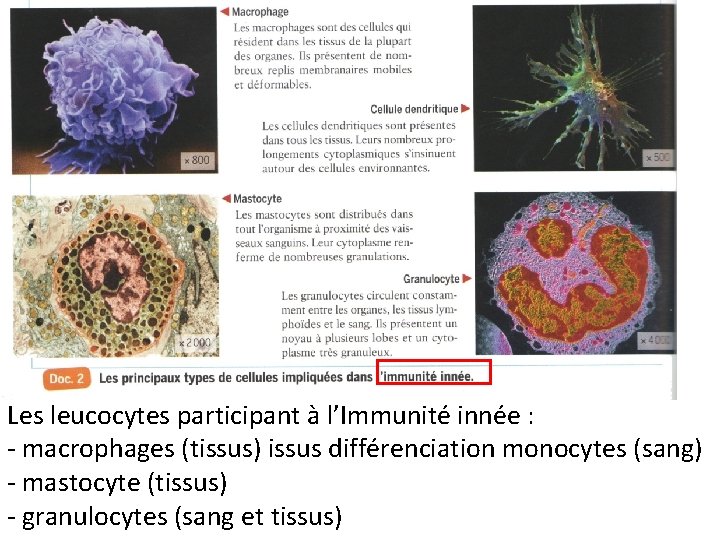 Les leucocytes participant à l’Immunité innée : - macrophages (tissus) issus différenciation monocytes (sang)