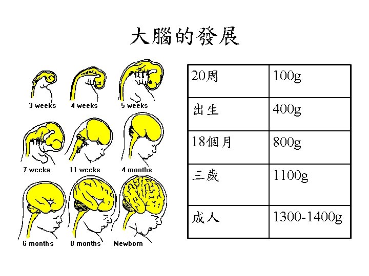 大腦的發展 20周 100 g 出生 400 g 18個月 800 g 三歲 1100 g 成人