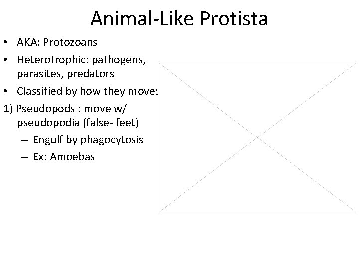 Animal-Like Protista • AKA: Protozoans • Heterotrophic: pathogens, parasites, predators • Classified by how