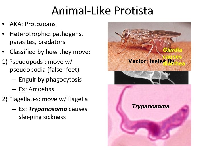 Animal-Like Protista • AKA: Protozoans • Heterotrophic: pathogens, parasites, predators • Classified by how