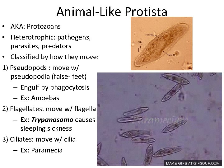 Animal-Like Protista • AKA: Protozoans • Heterotrophic: pathogens, parasites, predators • Classified by how