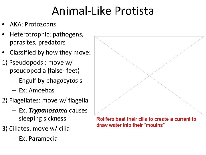 Animal-Like Protista • AKA: Protozoans • Heterotrophic: pathogens, parasites, predators • Classified by how