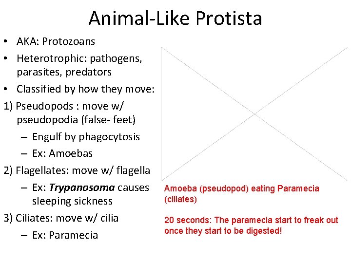 Animal-Like Protista • AKA: Protozoans • Heterotrophic: pathogens, parasites, predators • Classified by how