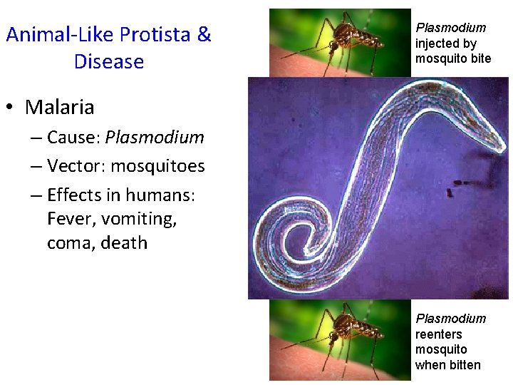 Animal-Like Protista & Disease • Malaria – Cause: Plasmodium – Vector: mosquitoes – Effects