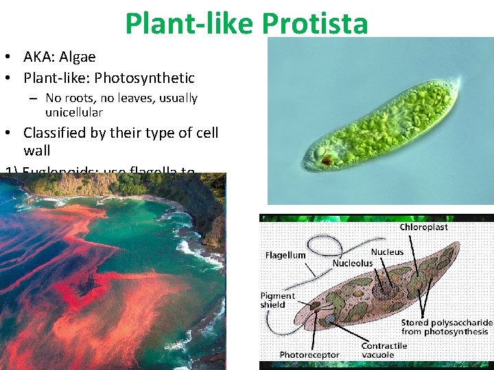 Plant-like Protista • AKA: Algae • Plant-like: Photosynthetic – No roots, no leaves, usually